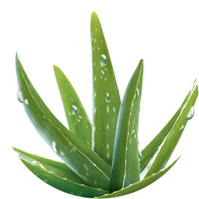 Aloe Vera Aloe Vera